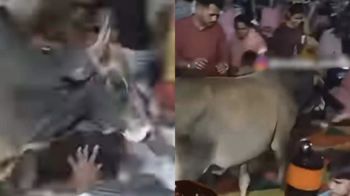 Bull Crashes Wedding Mandap Groom Bride And Guests Flee in Panic 