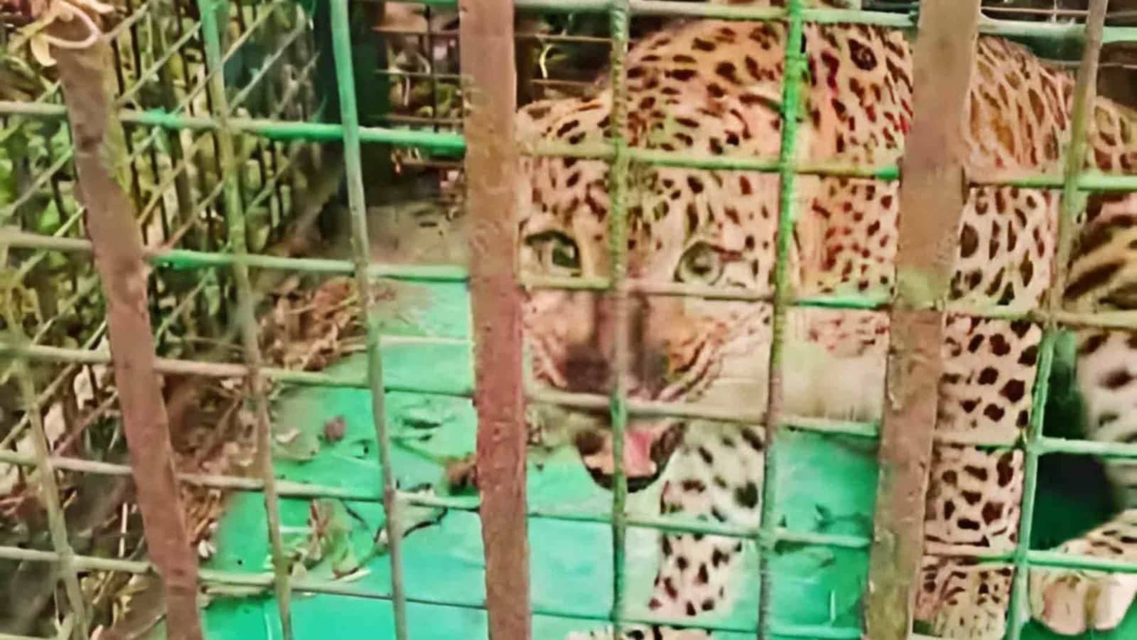 leopard is caged again in the Ambari tea garden gnr
