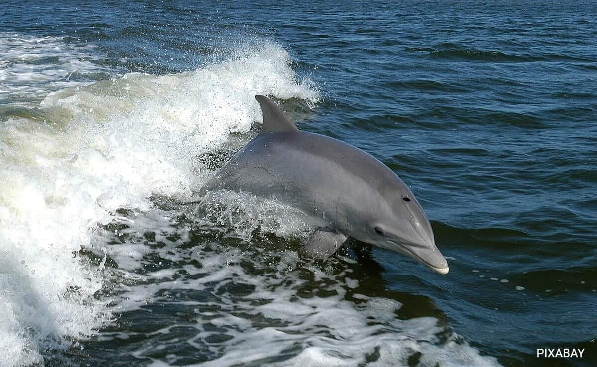Dolphin Bites Surge At Japanese Beaches gnr