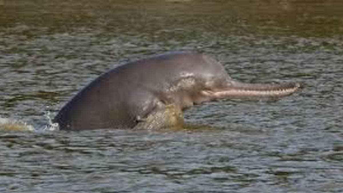 Toxic chemicals in the Ganges dolphin is now at great risk