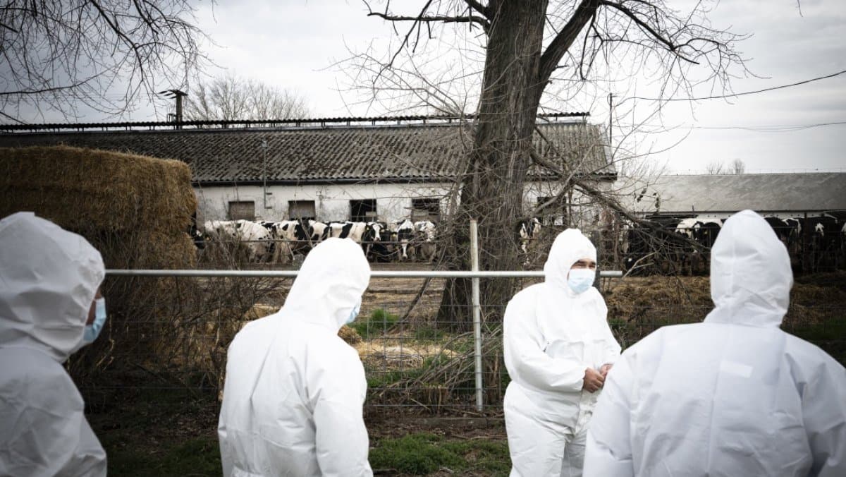Foot and mouth disease outbreak in Hungary Europe sealed it s border