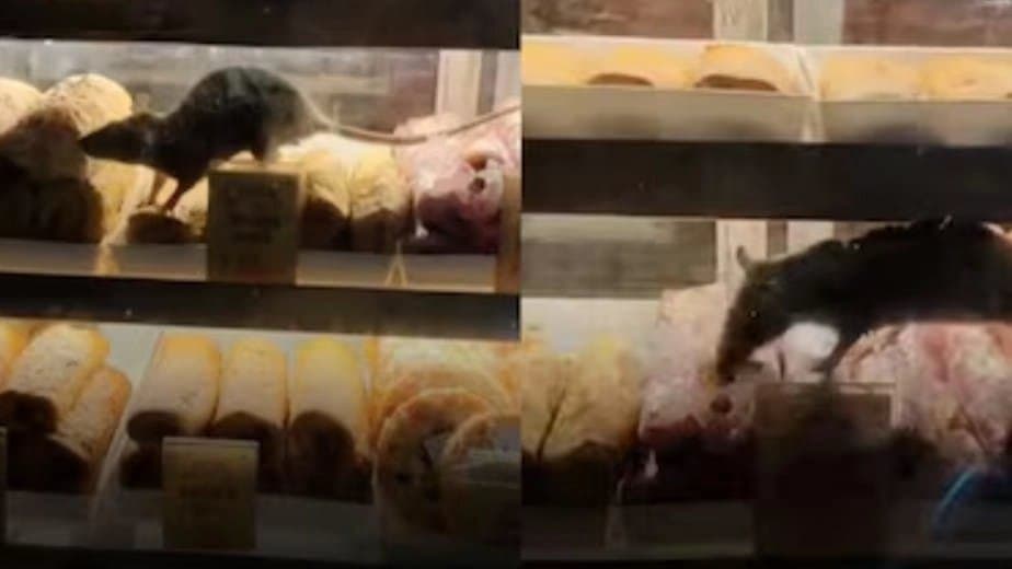 Rats Spotted Crawling On Food Trays At Popular Kolkata Shop