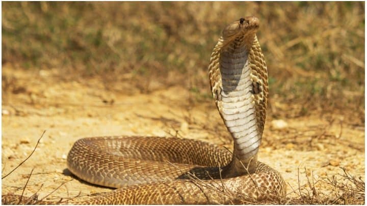 Uttar Pradesh man bitten by snake seventh time in 40 days