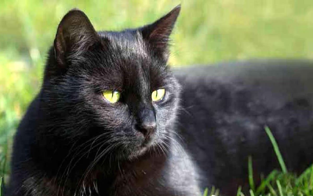 Is black cat really evil What is the real reason behind this LIF