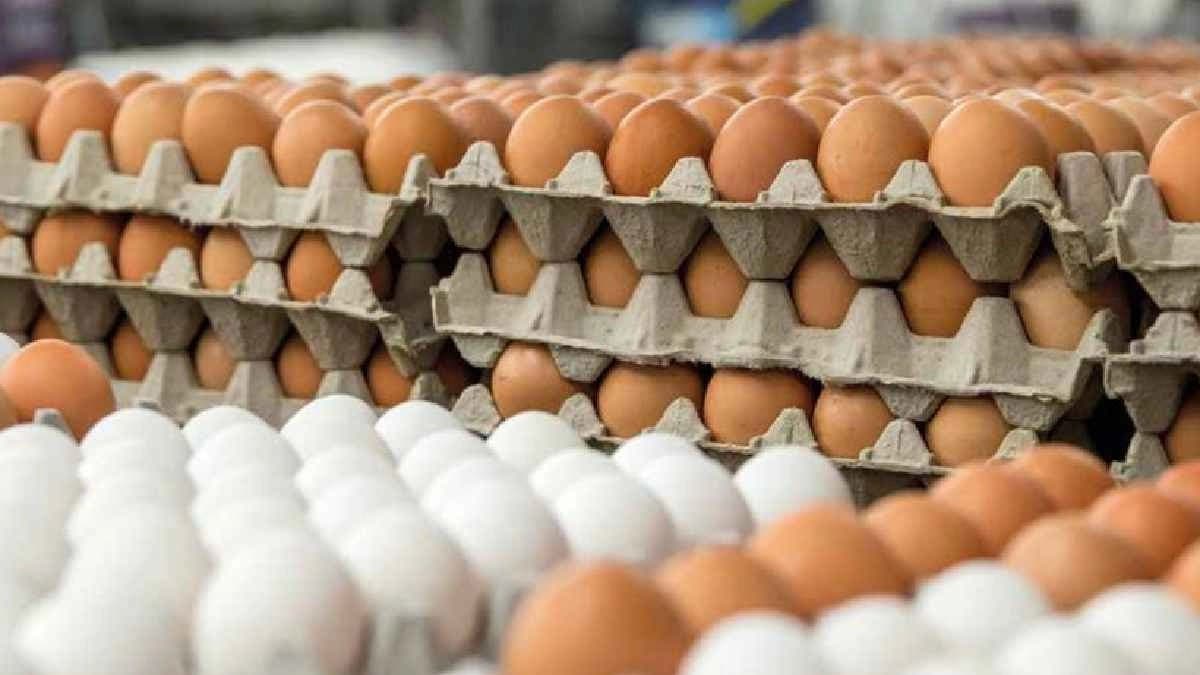 The colors of eggs makes big difference in nutrition