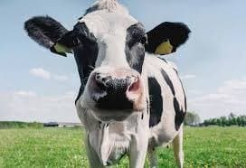 What if cows did not exist in earth