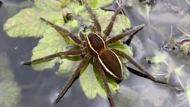 Spiders Roughly The Size Of Human Palms Growing Rapidly In UK gnr