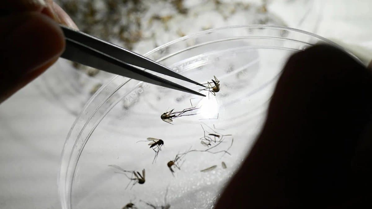 Worlds largest mosquito factory opened in Brazil