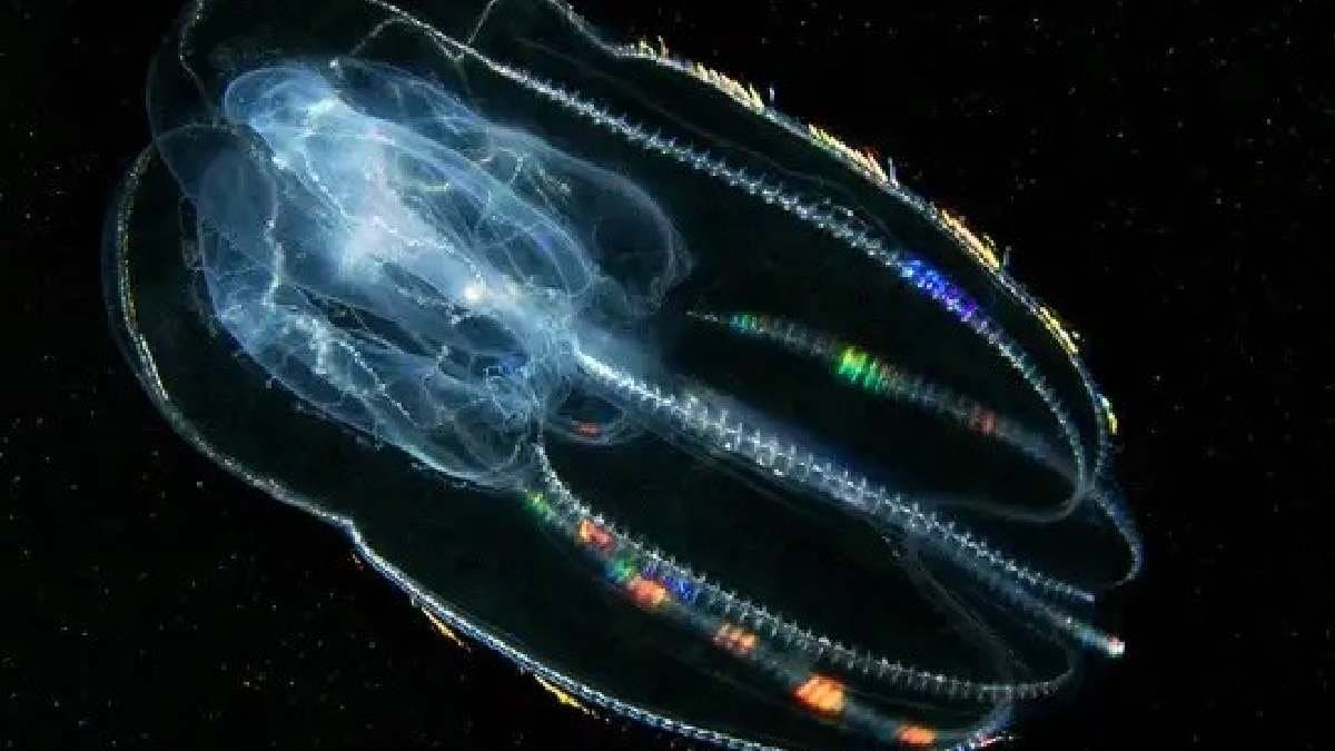 Scientists uncover Earth oldest living creature from 700 million years ago gnr 