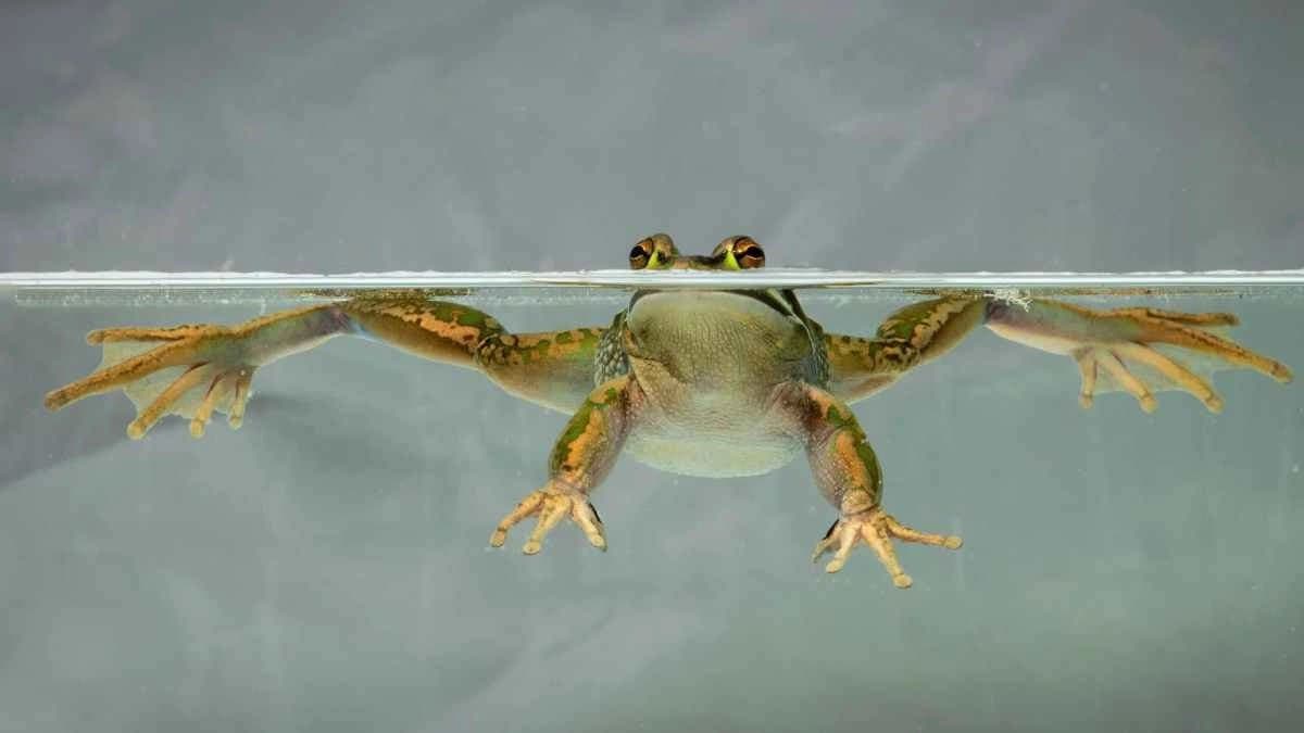 Frogs can Breathe and Drink through their Skin