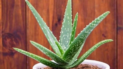 Aloe Vera Side effects know who shouls avoid it
