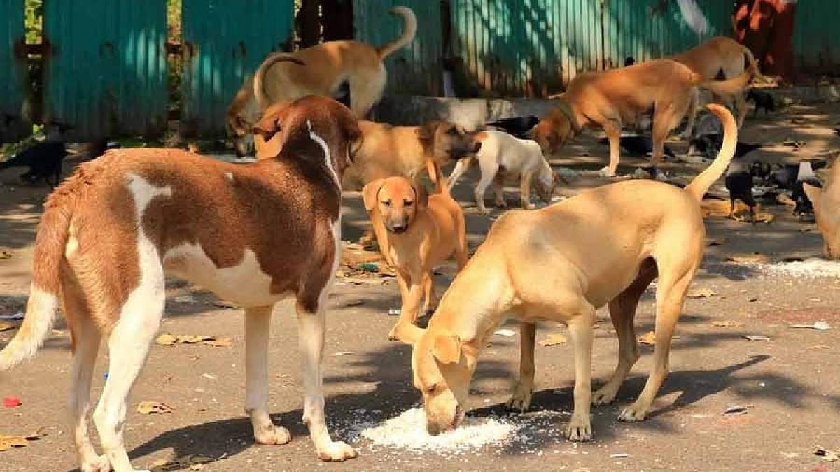 Supreme Court Orders Removal of All Stray Dogs from Delhi NCR Residential Areas