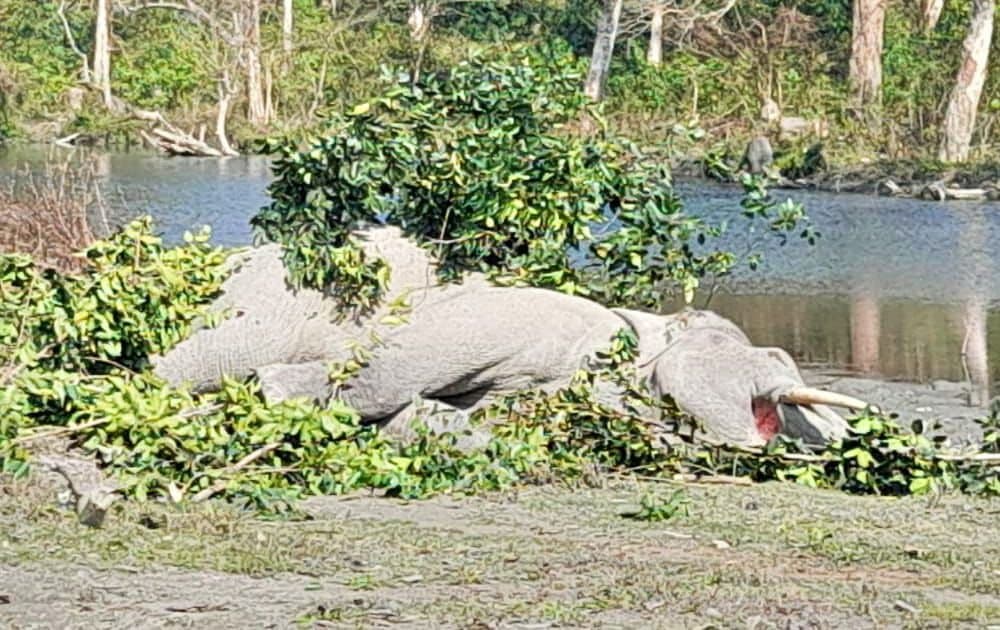 সঙ্গিনী পাওয়ার লড়াইয়ে কোমর ভাঙল দাঁতালের