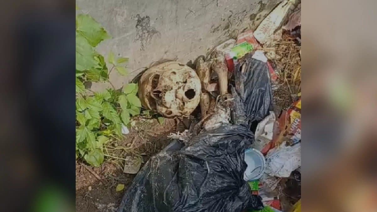 Human-skeleton-recovered Chinsurah