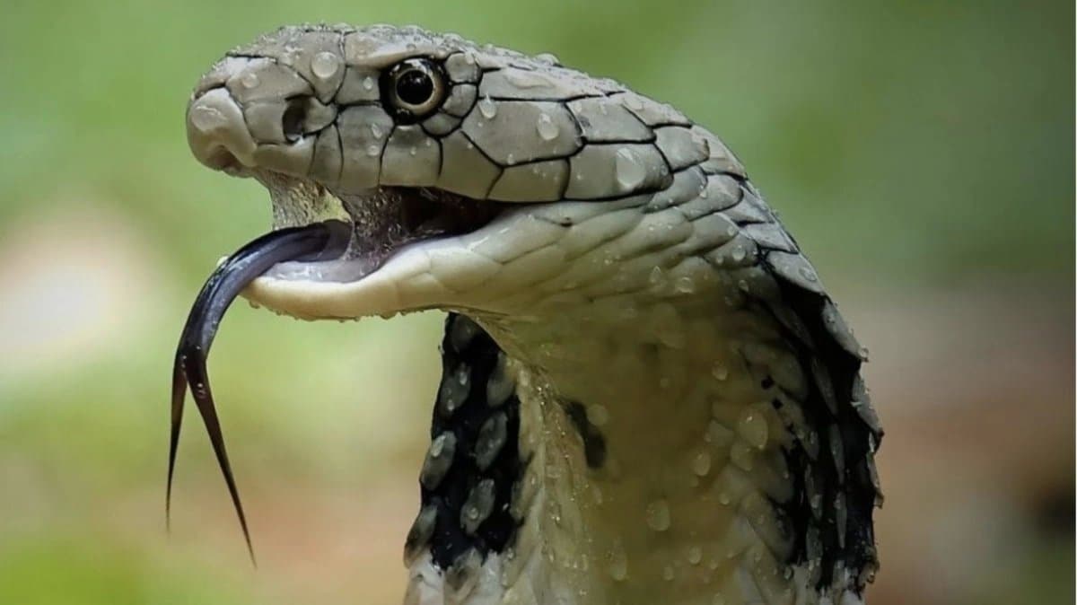 This State Has The Highest Snake Count in India 