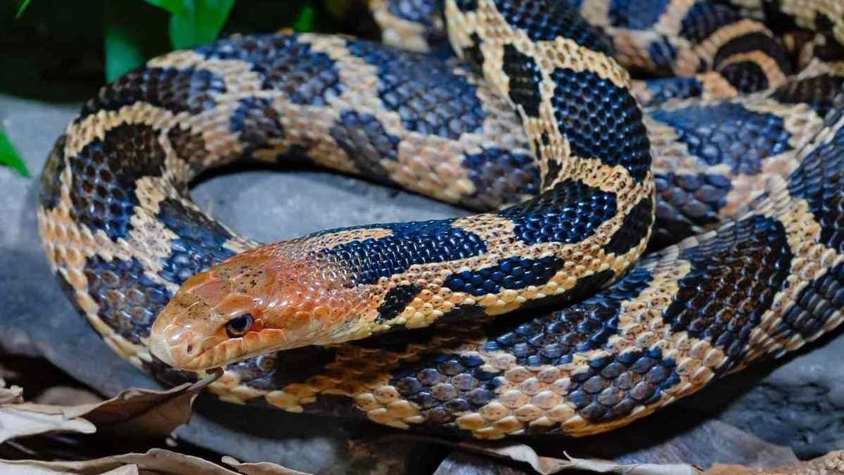 After flood Alipurduar people are scared off snake bytes