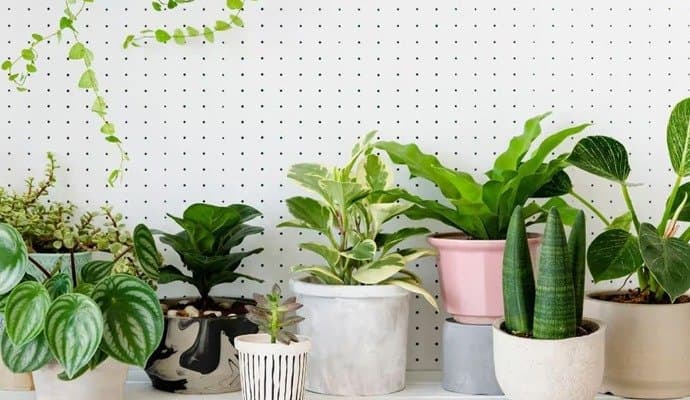 Vastu Tips these tree in your house will bring money and wealth LIF