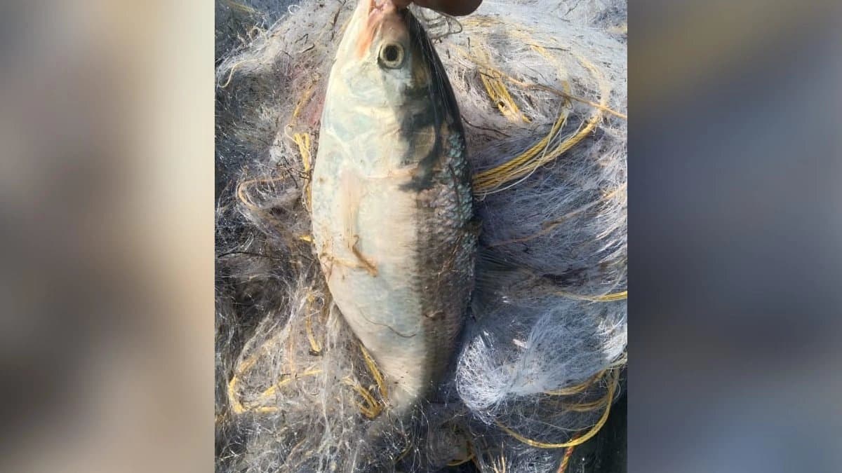 Bhai Phonta 2025 Hilsa on Bhai Phonta day sold in low price