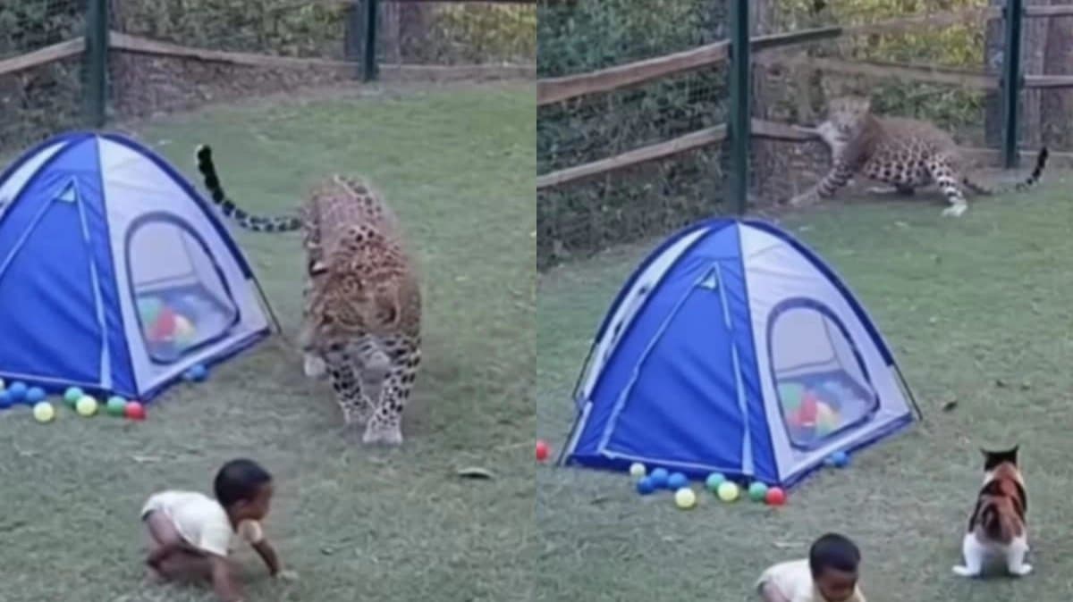 Cat Rescues Baby From Leopard Netizens Asks Is It Real Or AI Video