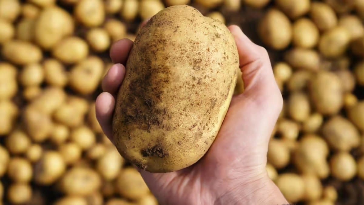 Do you know that the potato you are buying from the market can be fake
