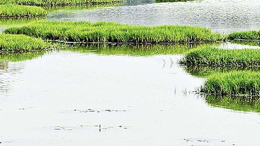  2-Year-Old Girl Drowns In Flooded Plot Near Chennai Residence 