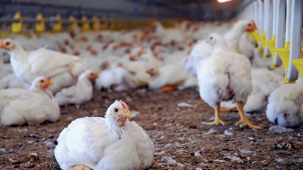 Bird Flu Outbreaks surge in India create new panic