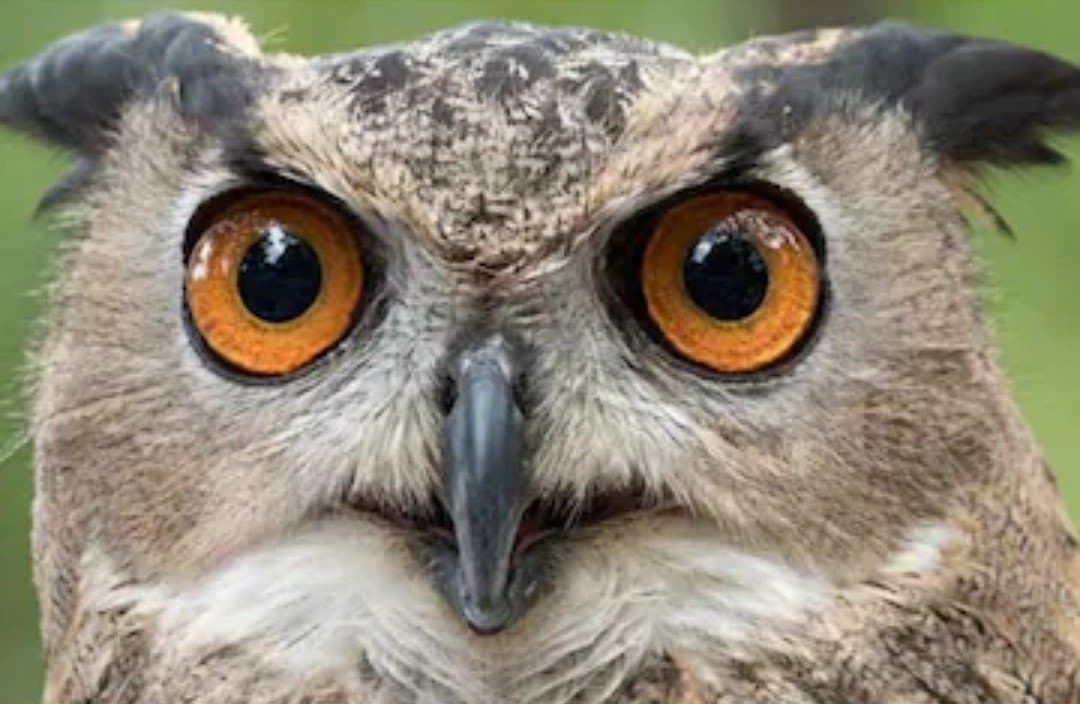 Why Are Owls Sold For Rs 10,000-50,000 For Sacrifice On Diwali_gnr