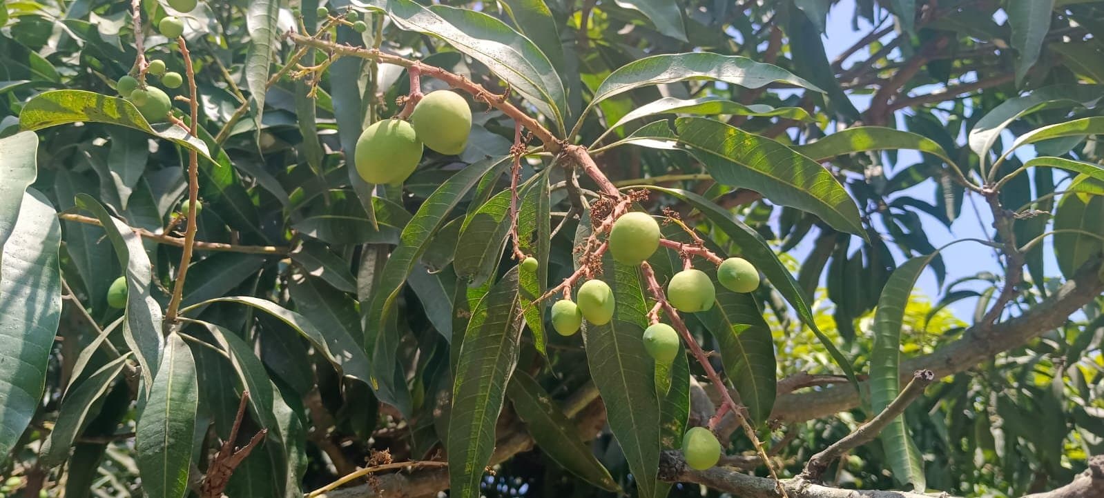 This year mango cost might be lower expect farmers