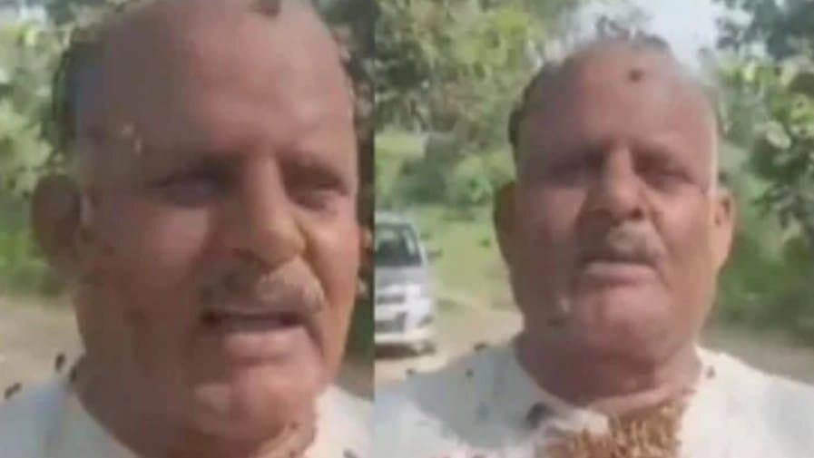 UP Man Is Friends With Fifty Thousands Bees Who Never Sting