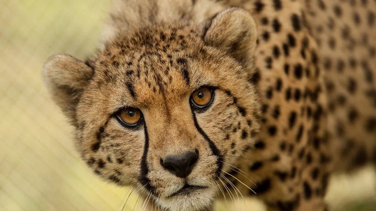 a woman tea worker injured in a leopard attack in malbazar_gnr