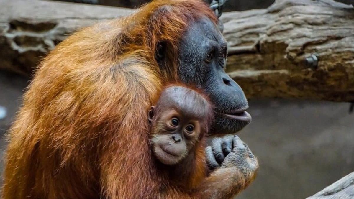 Extinction rate among plant and animal species has surprisingly slowed down claimed scientists