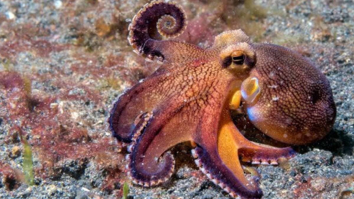 Octopus paved the way to get rid of nerve diseases gnr