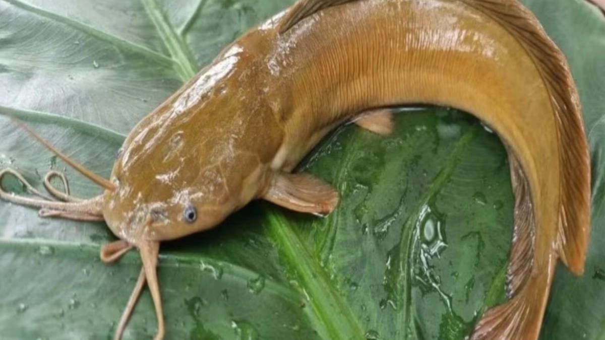 Stop eating thai magur fish immediately