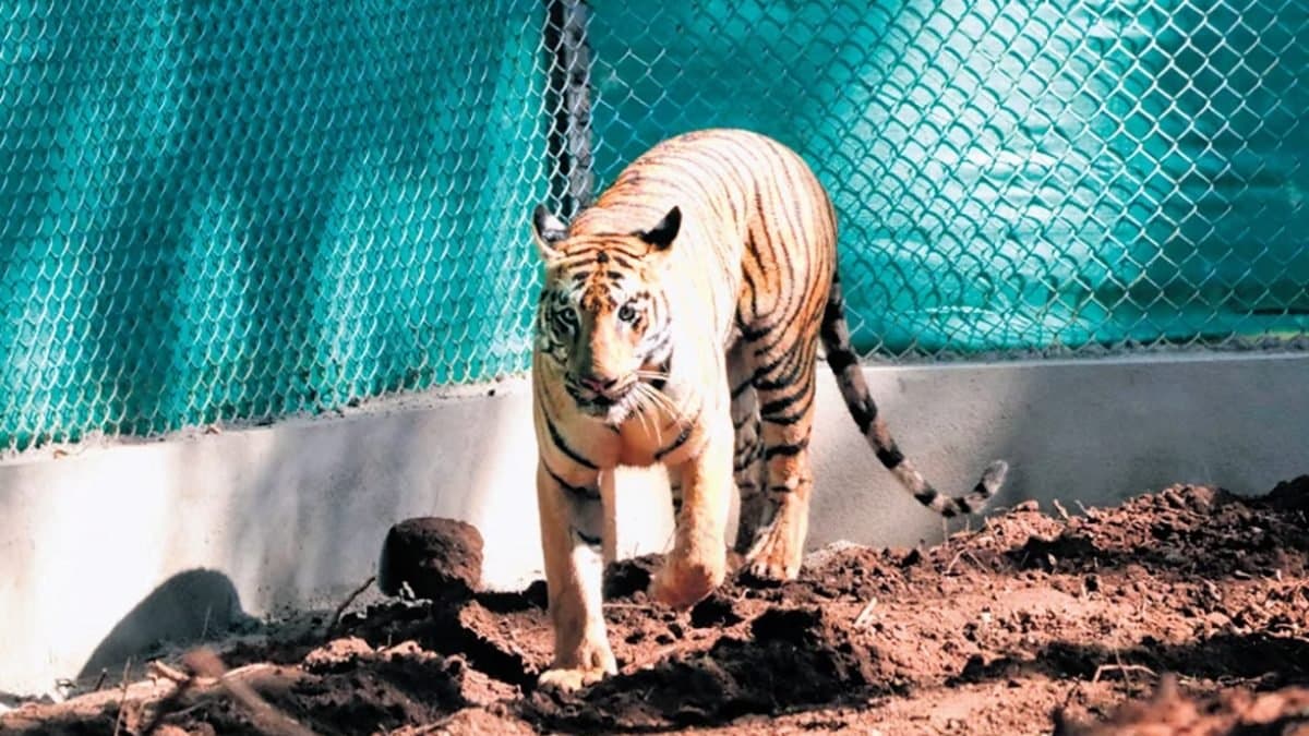 After using tranquilliser forest department is waiting for Zeenat to sleep gnr