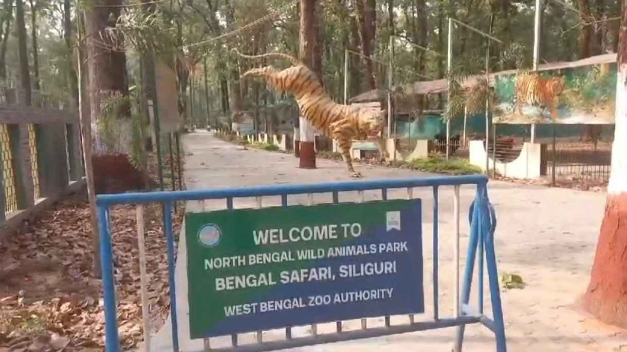 Careless attitude of tigress caused death of its three cubs