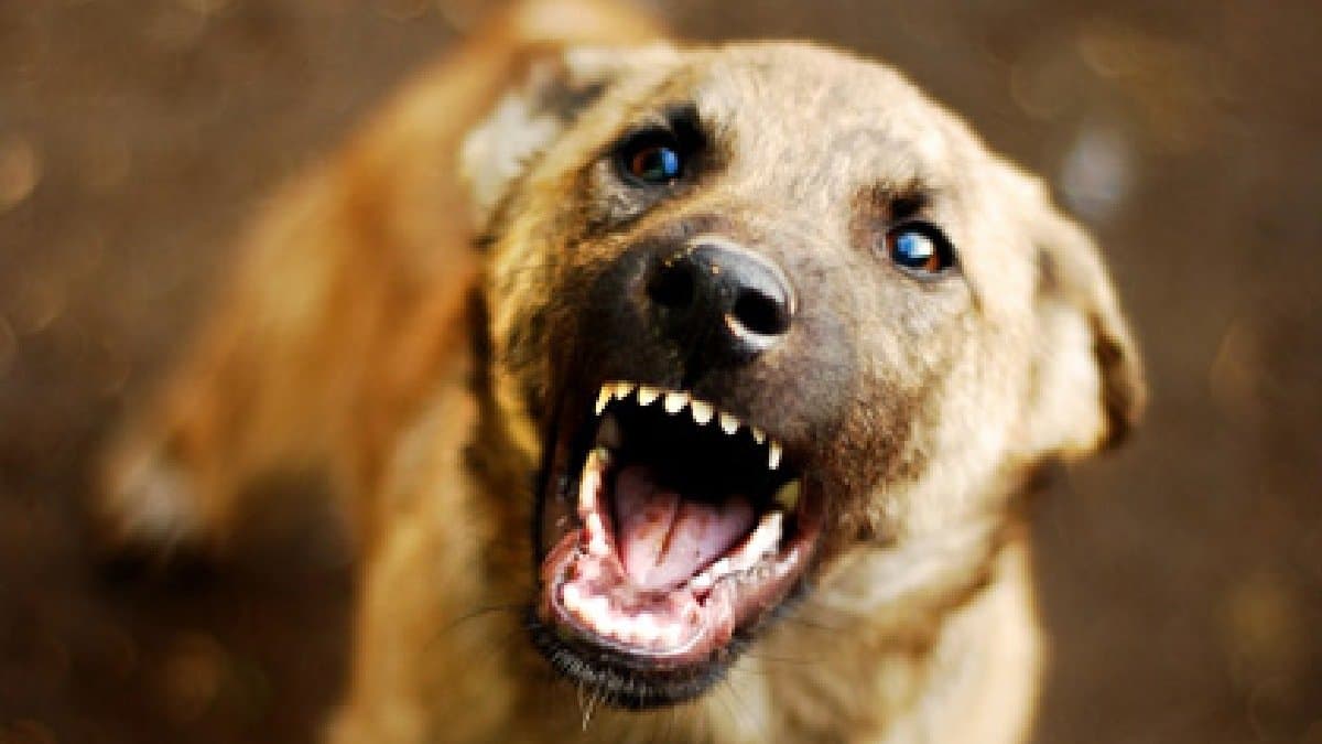 Dog roaming around in locality with suspicious thing in mouth