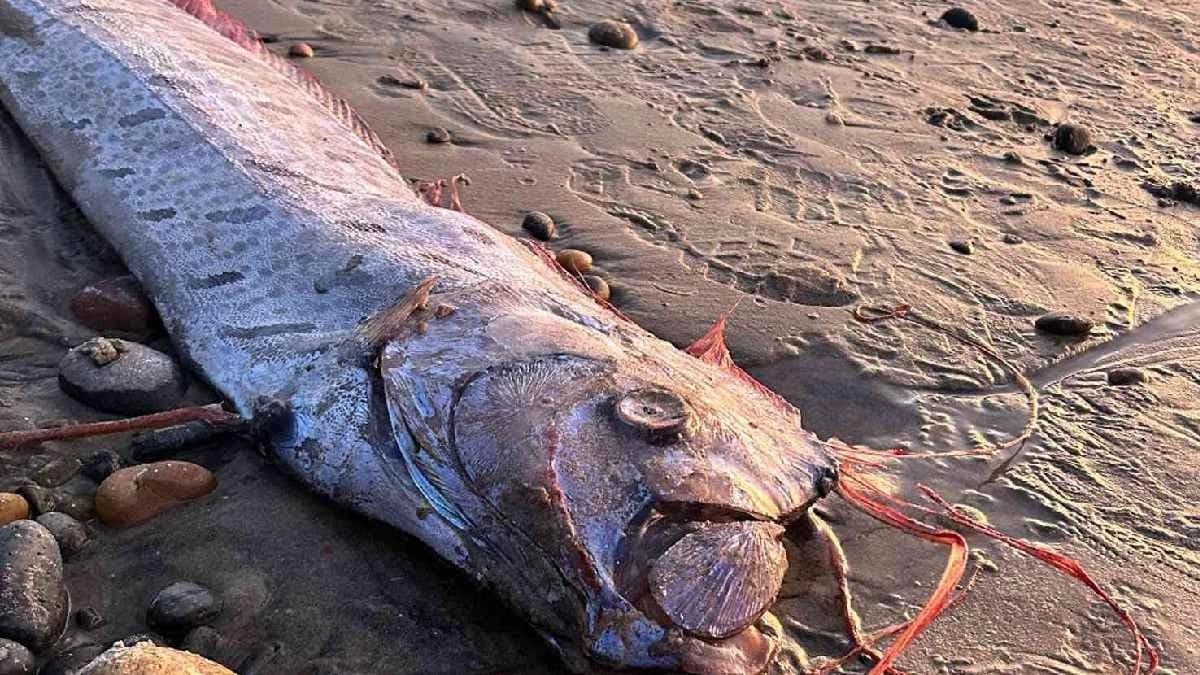 Doomsday fish seen in Tamil Nadu makes everyone surprise