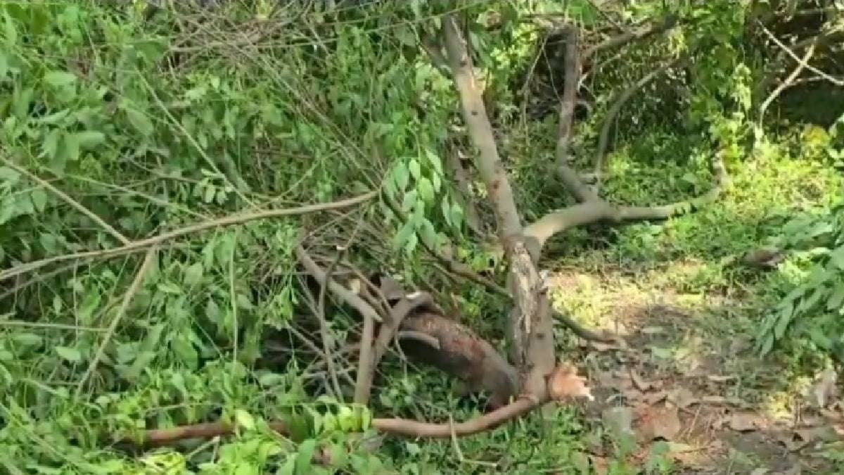 ফিরে এল 'বীরাপ্পন', চুরি একের পর এক বহুমূল্যের সাদা চন্দন গাছ, এলাকা জুড়ে আতঙ্ক