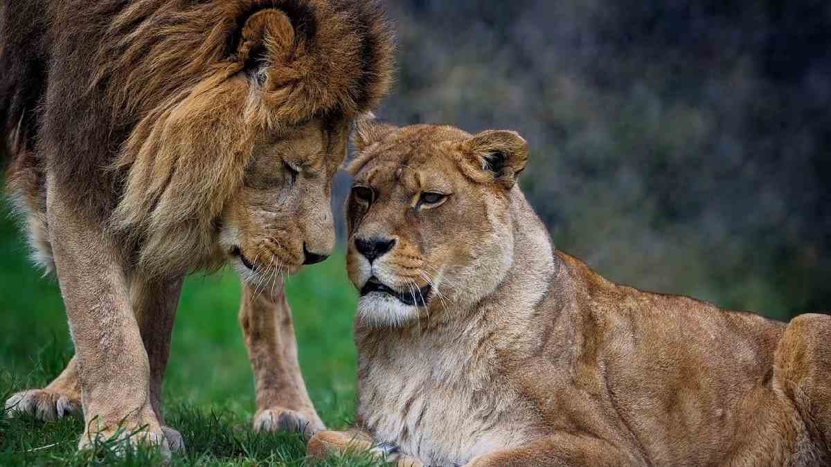 Lioness keeps mating for 40 times during pick reproductive season of Lion Breeding