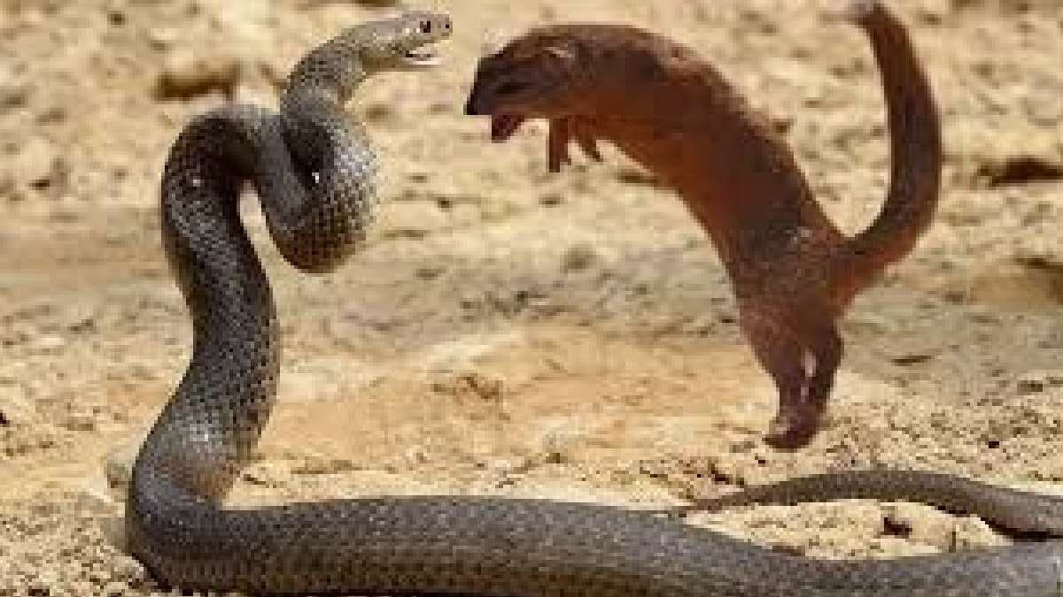 why are snakes and mongoose natural enemies gnr