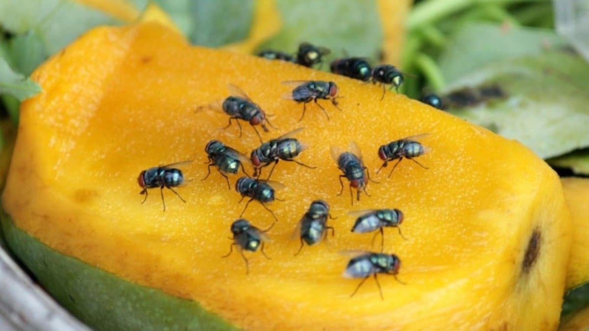 How to get rid of houseflies naturally this monsoon