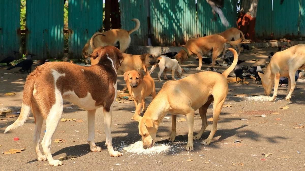 Delhi civic body starts mapping feeding spots for strays after Supreme Court order