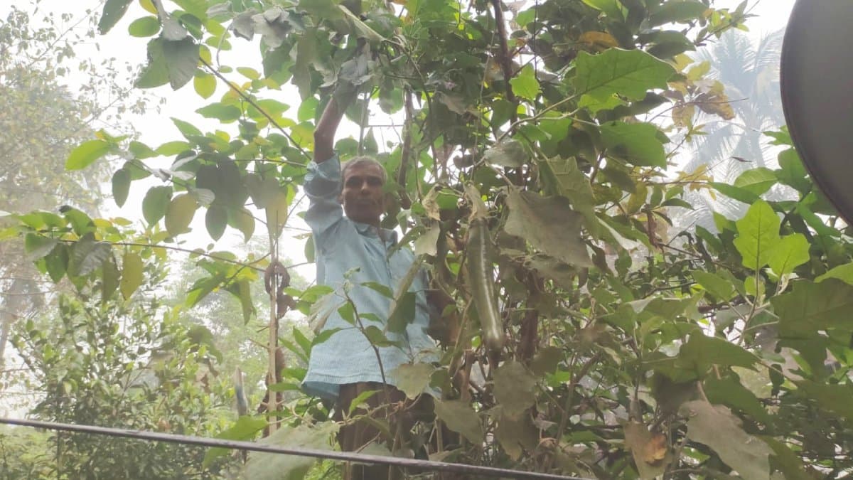 Unnatural growth of a brinjal plant drew attention of all gnr