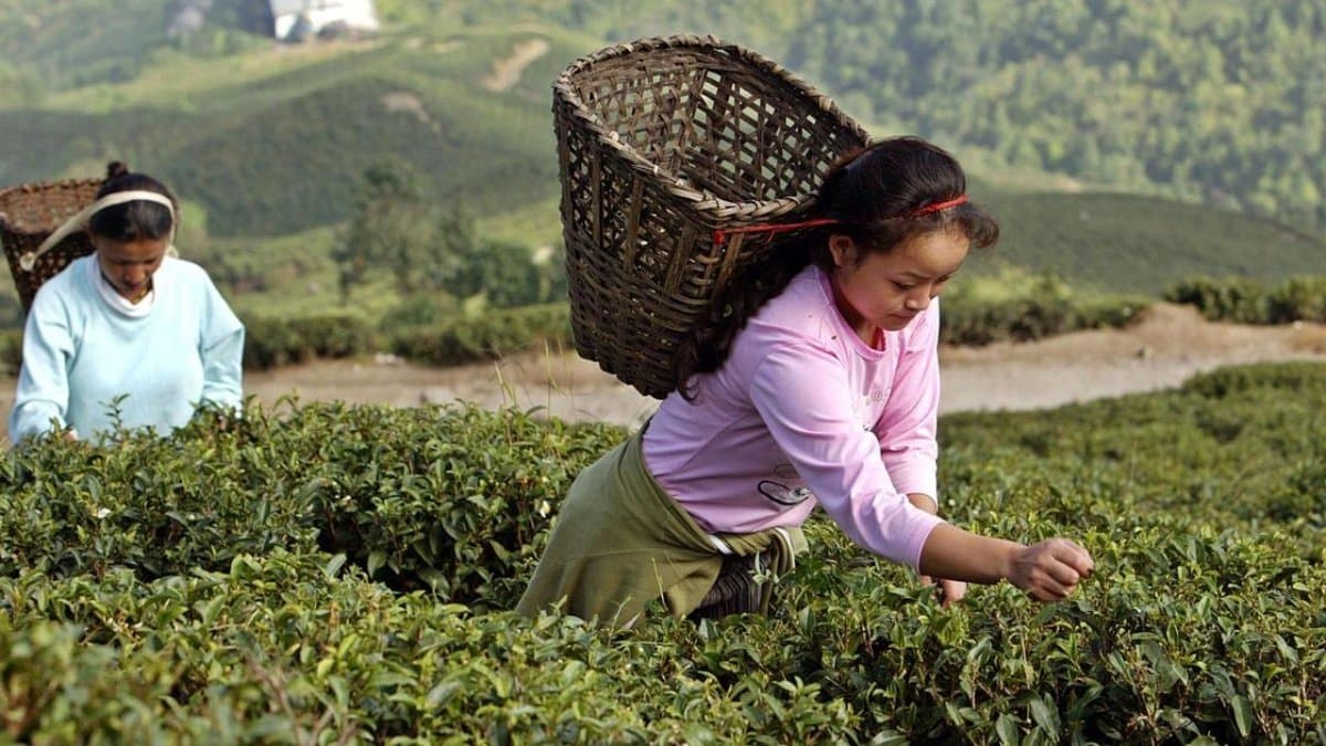 Insufficient rains damaging tea production in Terai and Dooars area