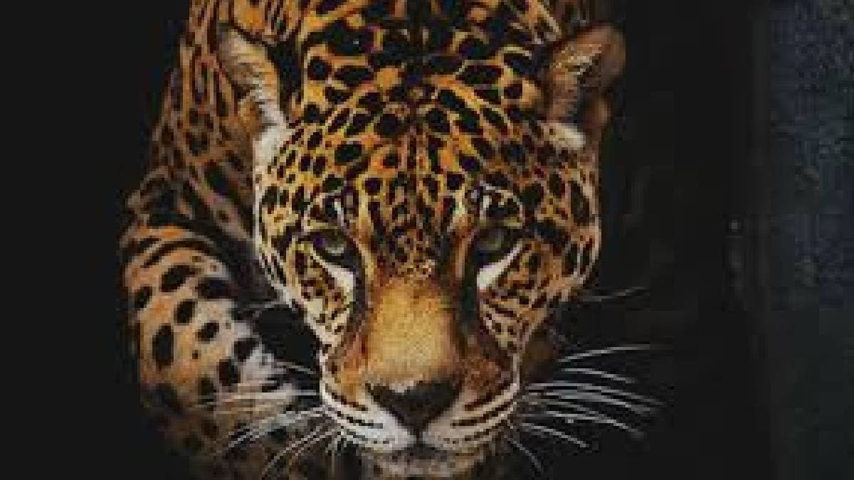  2 Year Old Died By Leopard's Attack 
