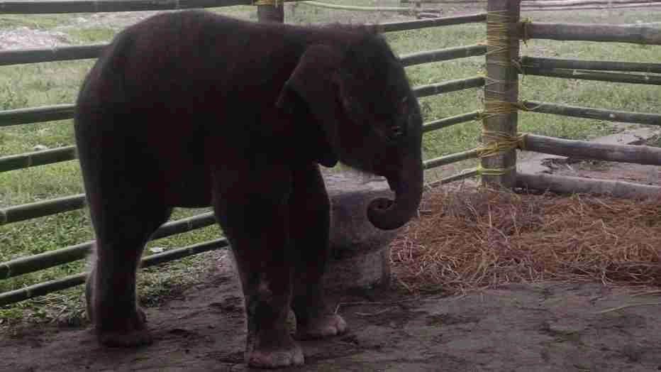Herd of elephants deserted a baby elephant as it came close to human 