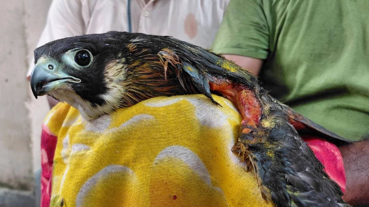 Electrocuted falcon is under treatment at the hospital