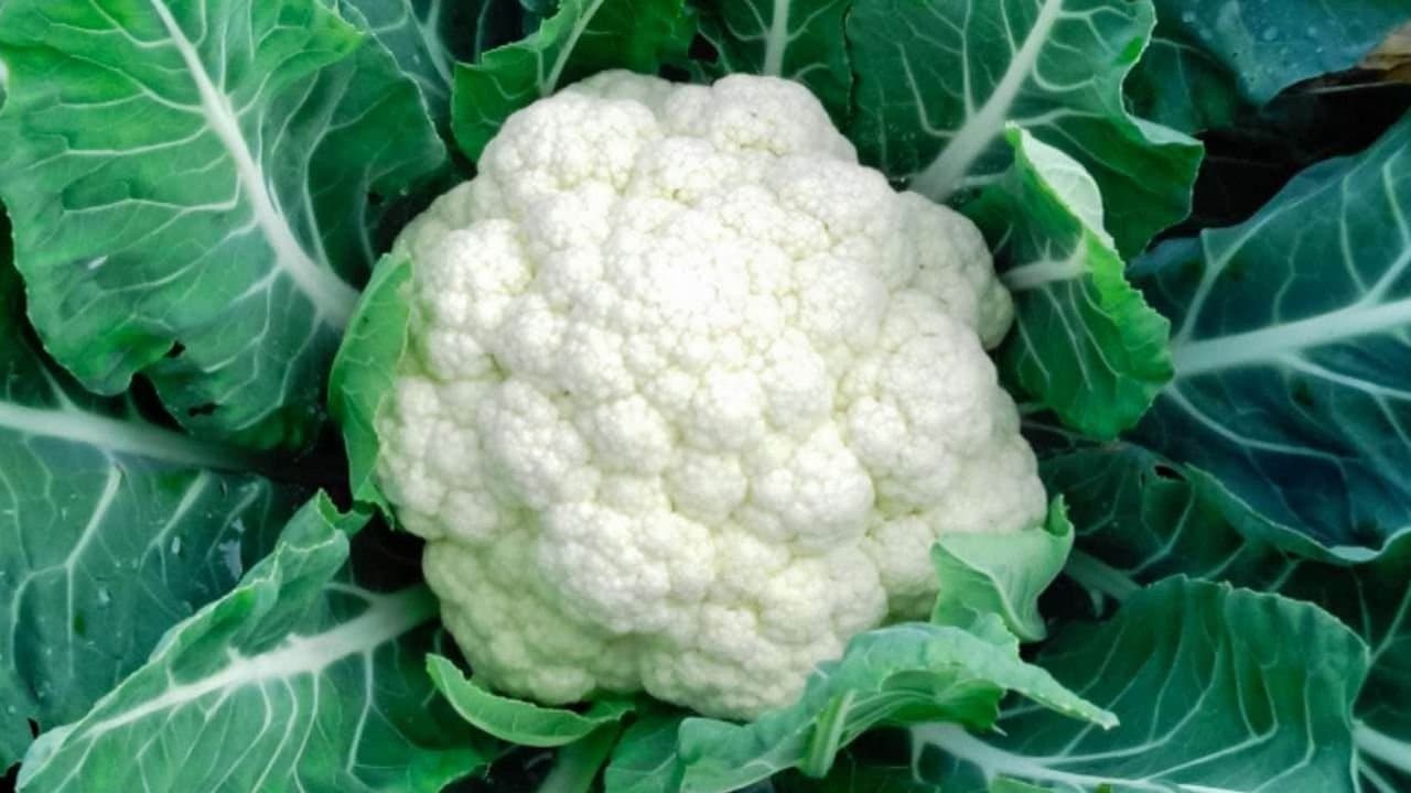 How to clean cauliflower know the tips