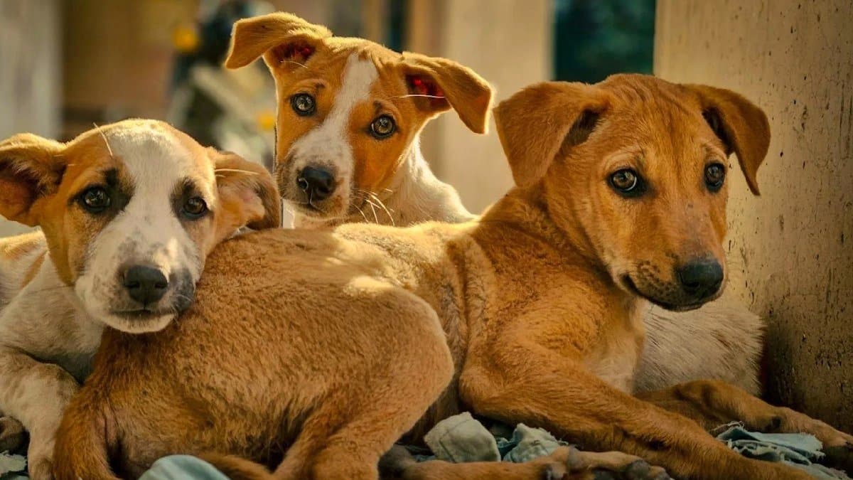 Supreme Court Raps States On Stray Dogs Case says  India Portrayed In Bad Light sources says