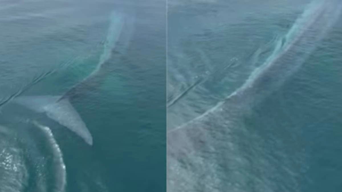 Rare video of Pygmy Blue Whale Near Busselton Jetty In Australia